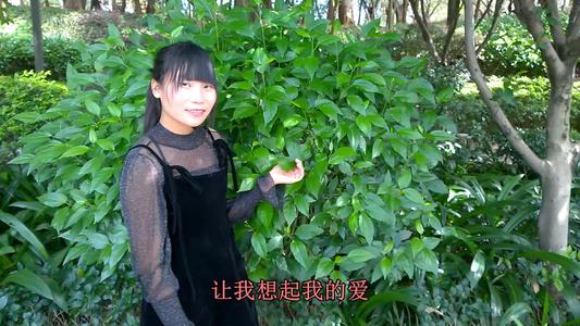 《情花为谁开》LRC歌词 《情花为谁开》(干露露)歌词555uuu下载