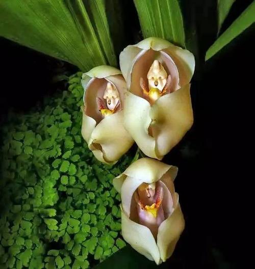 《宝宝花》LRC歌词 《宝宝花》(孙嘉悦)歌词555uuu下载