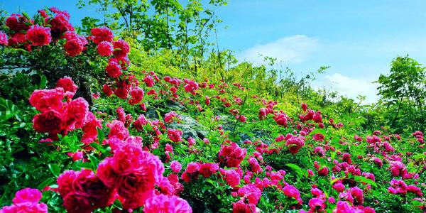 《山花烂漫》(赵天野&欧姐)歌词555uuu下载