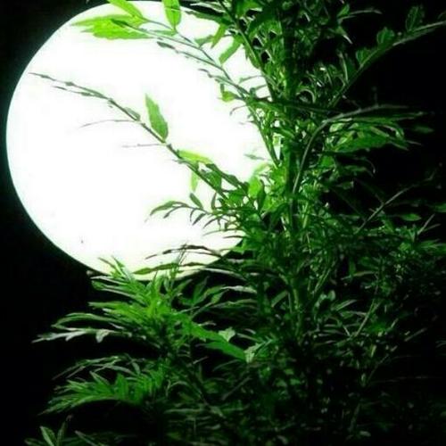 《爱到深处全是泪》LRC歌词 《爱到深处全是泪》(晨熙)歌词555uuu下载