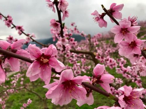 《爱情如花开》(赵天野&欧姐)歌词555uuu下载