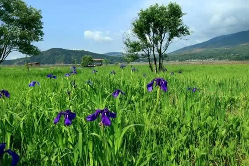 《芳草依依》LRC歌词 《芳草依依》(李伟)歌词555uuu下载