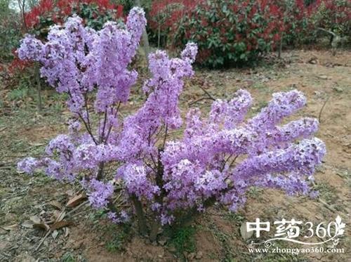 《紫芫花》LRC歌词 《紫芫花》(罗心洁)歌词555uuu下载