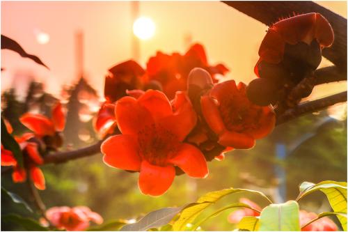 《花儿为什么这样红》LRC歌词 《花儿为什么这样红》(郑钧)歌词555uuu下载