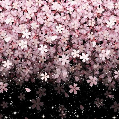 《樱花雨》LRC歌词 《樱花雨》(郭力维)歌词555uuu下载
