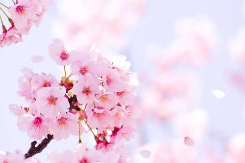 《樱花》LRC歌词 《樱花》(shelly佳)歌词555uuu下载