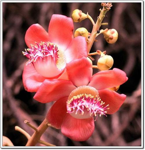 《菩提花》LRC歌词 《菩提花》(蒋欣冉)歌词555uuu下载