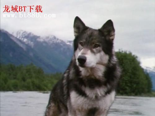 《野猫》LRC歌词 《野猫》(何婧婧)歌词555uuu下载