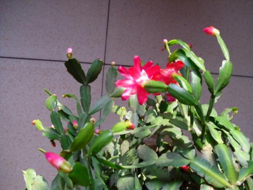 《我的花儿》LRC歌词 《我的花儿》(李谷一)歌词555uuu下载