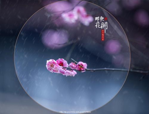 《那夜花开》LRC歌词 《那夜花开》(任妙音)歌词555uuu下载