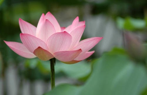 《荷花绽放》LRC歌词 《荷花绽放》(毛莫霜)歌词555uuu下载