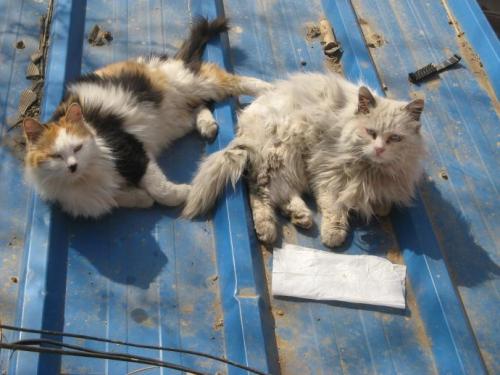 《流浪猫》LRC歌词 《流浪猫》(龙梅子)歌词555uuu下载