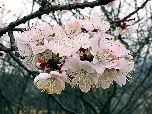 《桃花红 杏花白(新)》LRC歌词 《桃花红 杏花白(新)》(高娜娜)歌词555uuu下载
