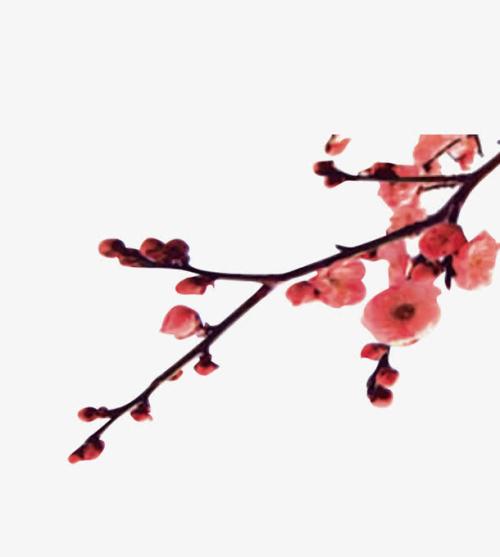 《一支红杏》LRC歌词 《一支红杏》(冷漠)歌词555uuu下载