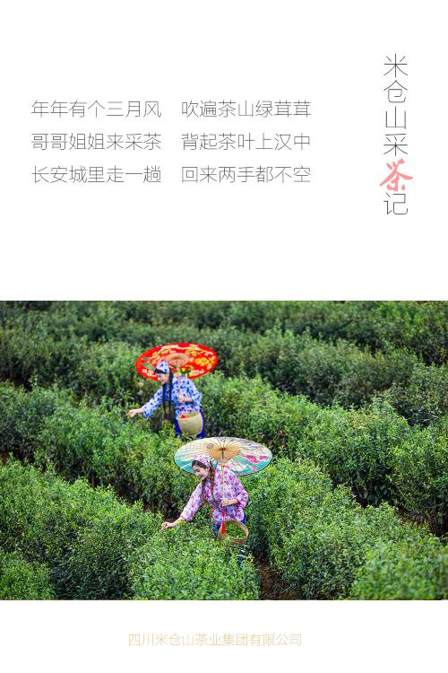 《采茶姐妹上茶山》(李渝)歌词555uuu下载