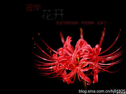 《彼岸花殇》LRC歌词 《彼岸花殇》(林飞)歌词555uuu下载
