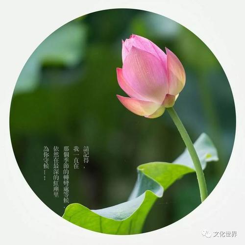 《我愿化作一朵莲》LRC歌词 《我愿化作一朵莲》(笑天)歌词555uuu下载