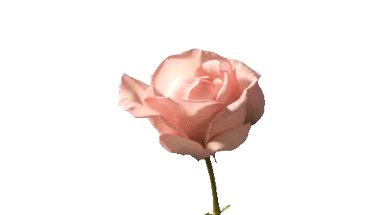 《我想变成一朵花》LRC歌词 《我想变成一朵花》(艾米)歌词555uuu下载