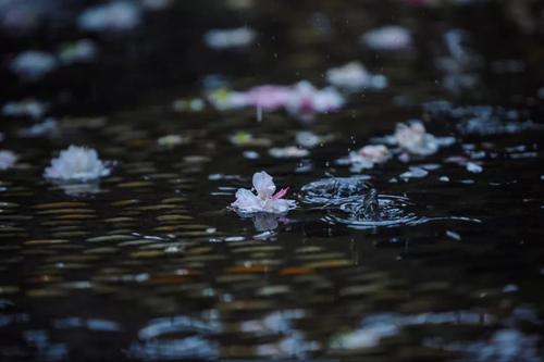 《花雨》LRC歌词 《花雨》(金钰儿)歌词555uuu下载