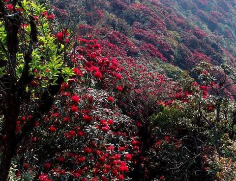 《映山红之恋》LRC歌词 《映山红之恋》(乌兰朵朵)歌词555uuu下载
