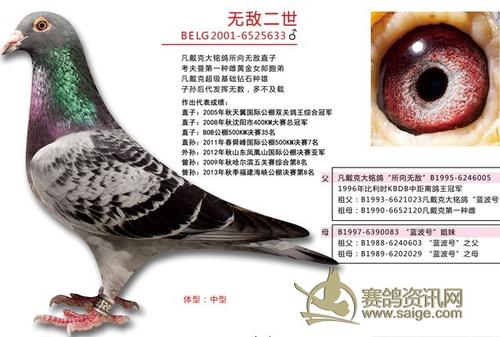 《不鸽主义》LRC歌词 《不鸽主义》(sis)歌词555uuu下载