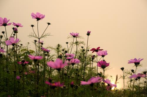 《又见格桑花》(泽旺多吉)歌词555uuu下载