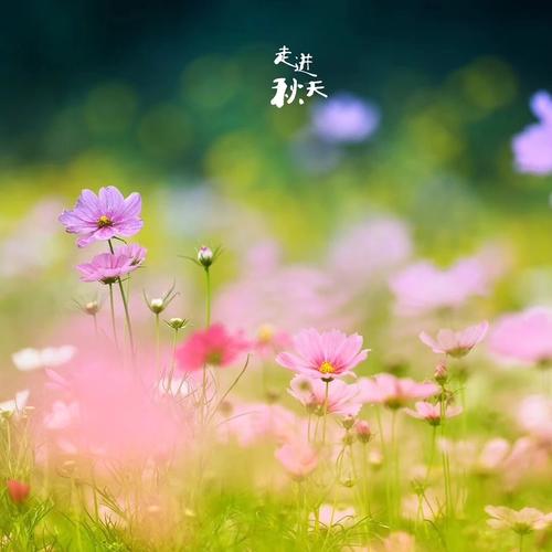《浅了缘分浓了相思》LRC歌词 《浅了缘分浓了相思》(李乐乐)歌词555uuu下载