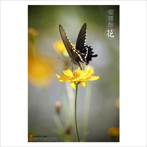 《醉花》LRC歌词 《醉花》(蒋雪儿)歌词555uuu下载