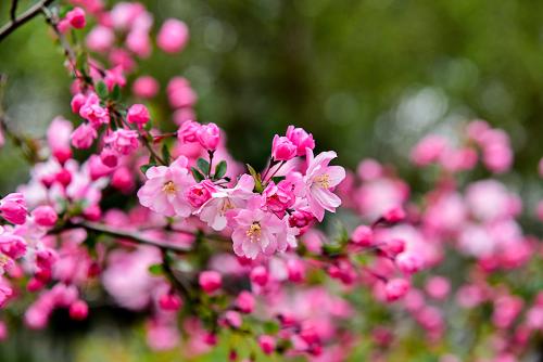 《海棠花开》LRC歌词 《海棠花开》(武乐)歌词555uuu下载