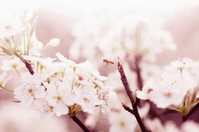 《梨花愁》LRC歌词 《梨花愁》(花僮)歌词555uuu下载
