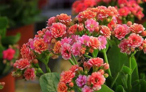 《花开等花谢(闽南语版)》LRC歌词 《花开等花谢(闽南语版)》(庄心妍)歌词555uuu下载
