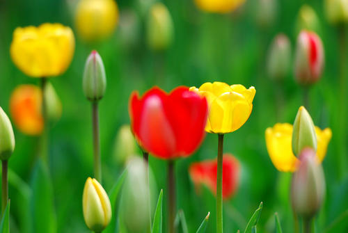 《花开季节》LRC歌词 《花开季节》(柏文)歌词555uuu下载