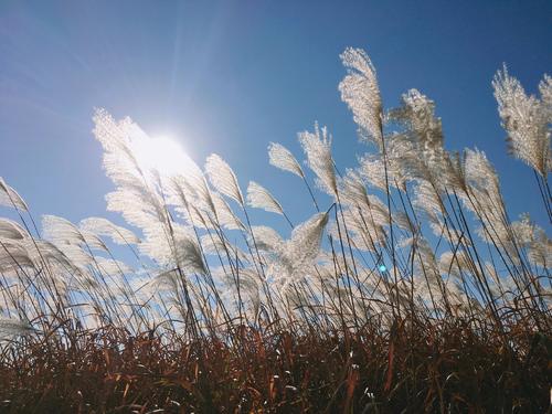 《芦花》LRC歌词 《芦花》(雷佳)歌词555uuu下载