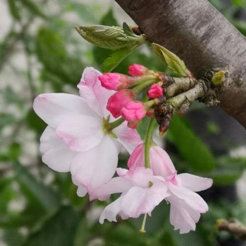 《情人再见》LRC歌词 《情人再见》(蔡咪咪)歌词555uuu下载