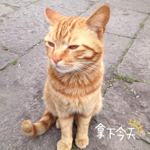 《小小爱》LRC歌词 《小小爱》(陈艺鹏)歌词555uuu下载