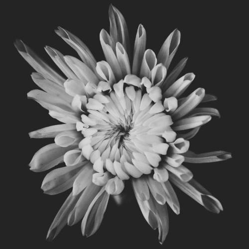 《无色花》LRC歌词 《无色花》(许志刚)歌词555uuu下载