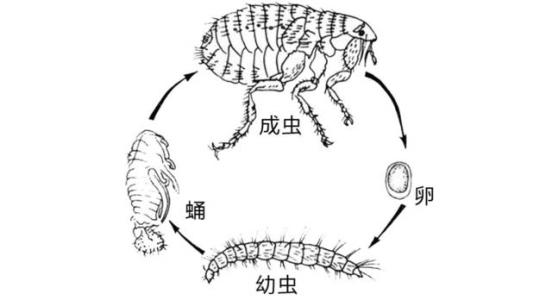 《完全变态》LRC歌词 《完全变态》(侧田)歌词555uuu下载