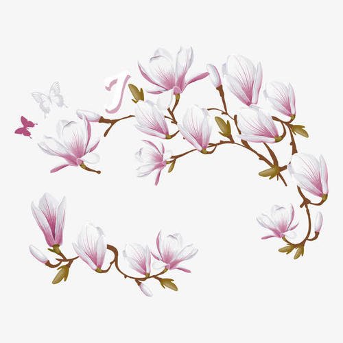 《玉兰花》LRC歌词 《玉兰花》(苏芮)歌词555uuu下载