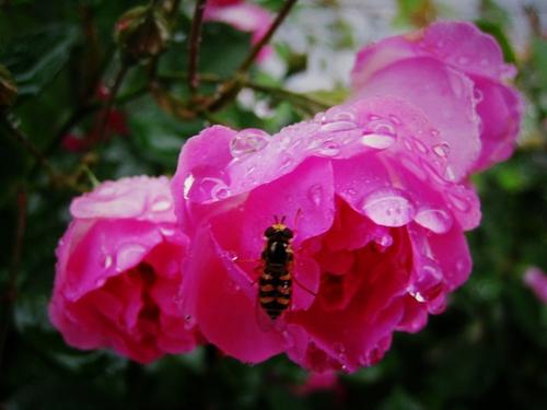 《花的眼泪》LRC歌词 《花的眼泪》(柳欢欢)歌词555uuu下载