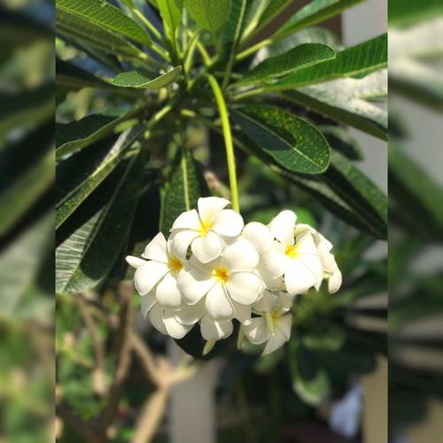 《洁白的希望》LRC歌词 《洁白的希望》(破碎乐队)歌词555uuu下载