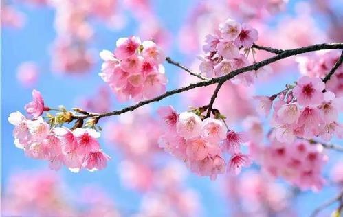 《春暖花开》LRC歌词 《春暖花开》(翔云)歌词555uuu下载