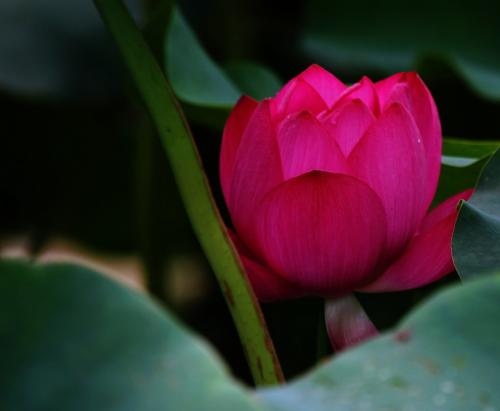 《水中花》LRC歌词 《水中花》(蔡幸娟)歌词555uuu下载
