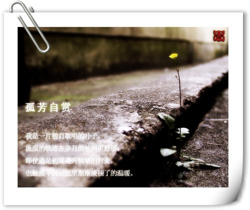 《孤芳自赏》LRC歌词 《孤芳自赏》(李小沐)歌词555uuu下载