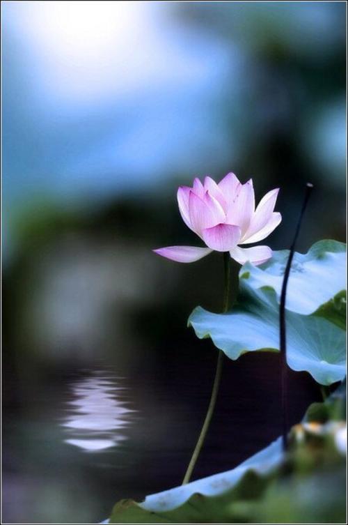 《心若莲花》LRC歌词 《心若莲花》(王琪)歌词555uuu下载