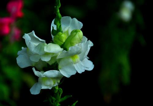 《双瓣花》LRC歌词 《双瓣花》(陈,瑞)歌词555uuu下载