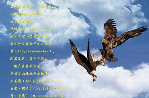 《雕》LRC歌词 《雕》(羽翼)歌词555uuu下载
