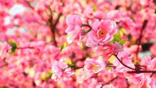 《最美桃花海》LRC歌词 《最美桃花海》(三宝)歌词555uuu下载