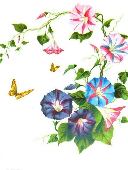 《morning glory》LRC歌词 《morning glory》(いとうかなこ)歌词555uuu下载