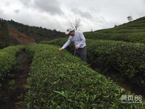 《卉谷茶园》LRC歌词 《卉谷茶园》(吴迪&袁文)歌词555uuu下载