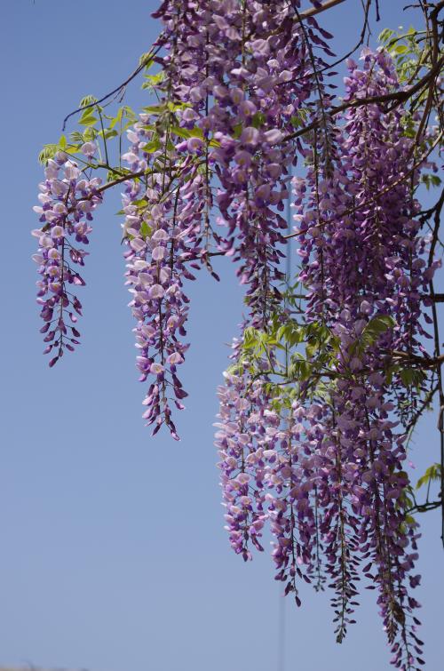 《紫藤花开》LRC歌词 《紫藤花开》(陈瑞)歌词555uuu下载